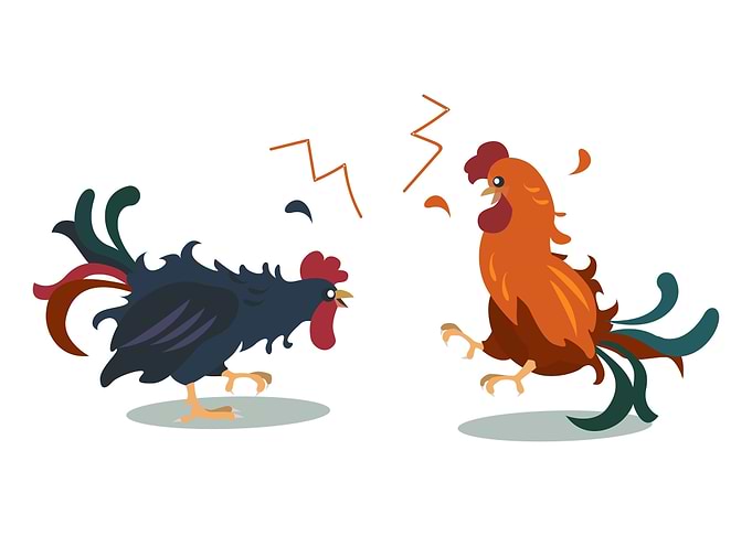 Rooster Fight