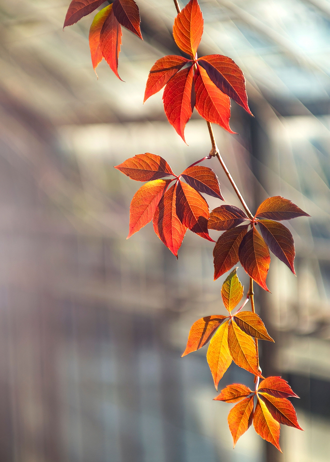 Autumn leaves