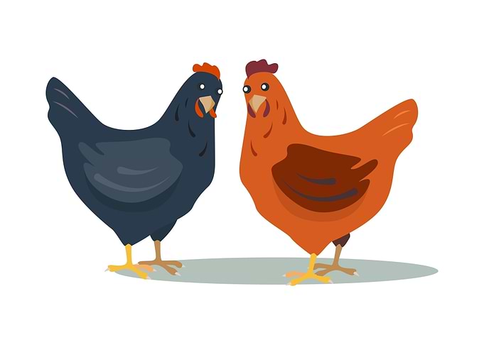 Rooster