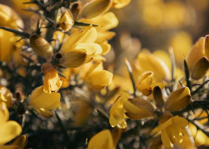 Gorse Gold