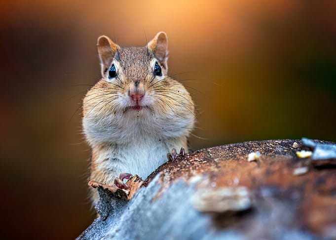 Curious Chipmunk