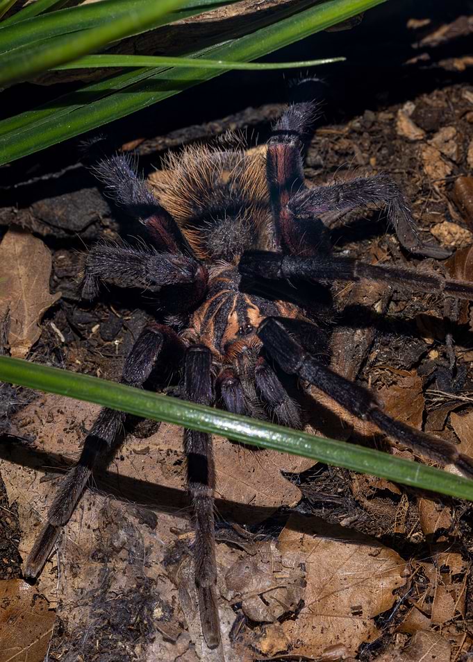 Xenesthis immanis