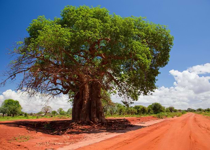 Baobab Tree