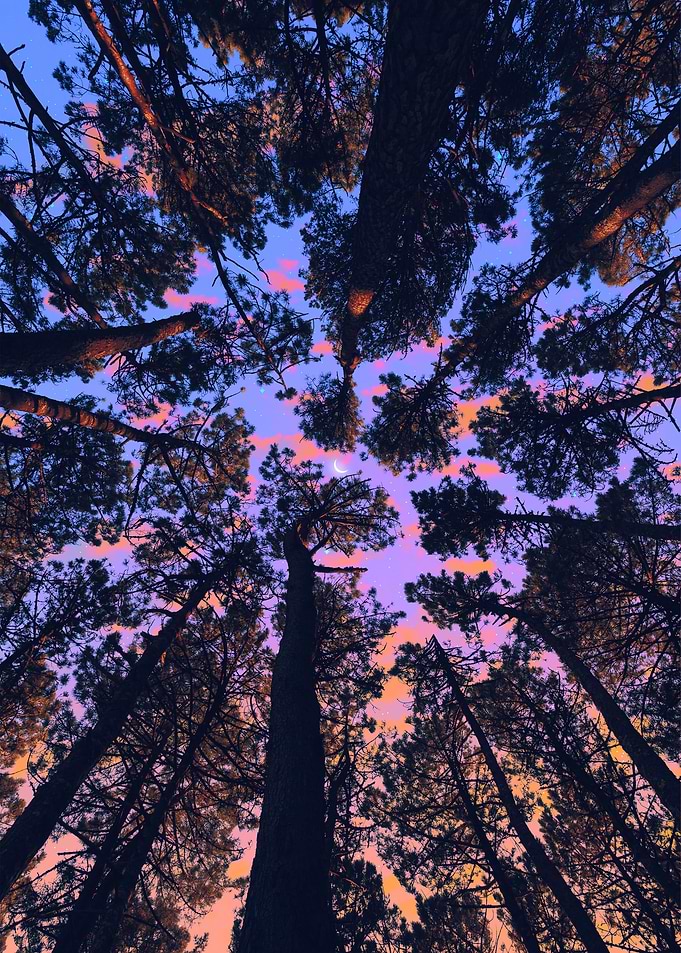 Forest Views