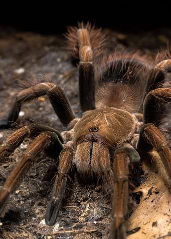 P mascara tarantula