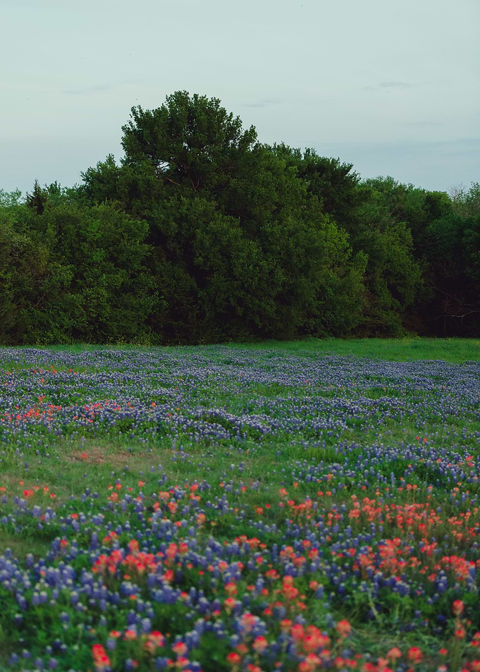 Texas bluebonnets