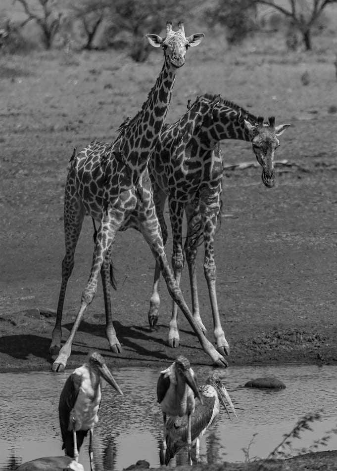 Two Giraffes At Waterhole