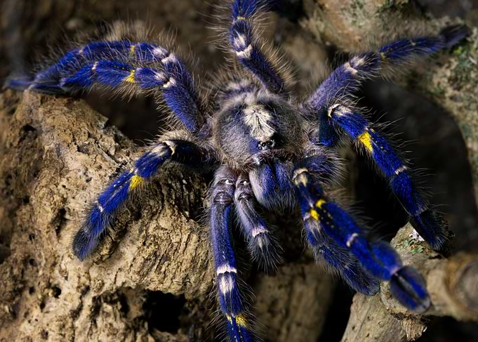 Poecilotheria metallica 2