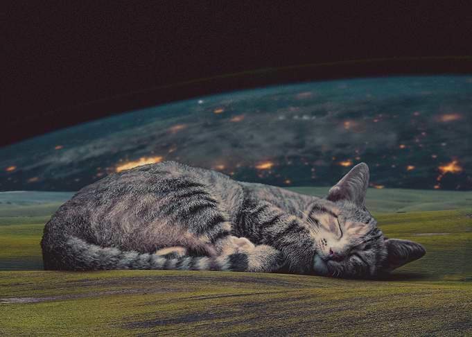 Space Cat