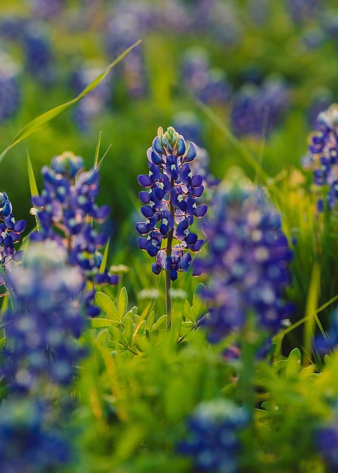 Bluebonnet