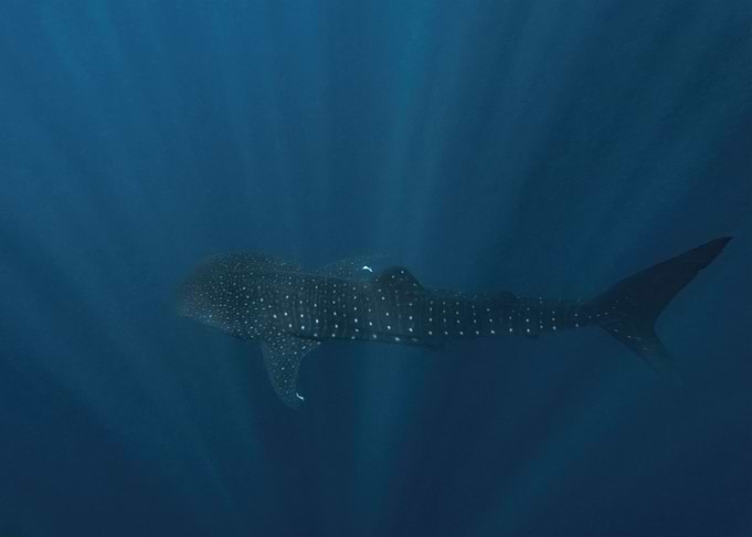 Whale Shark In Deep Blue