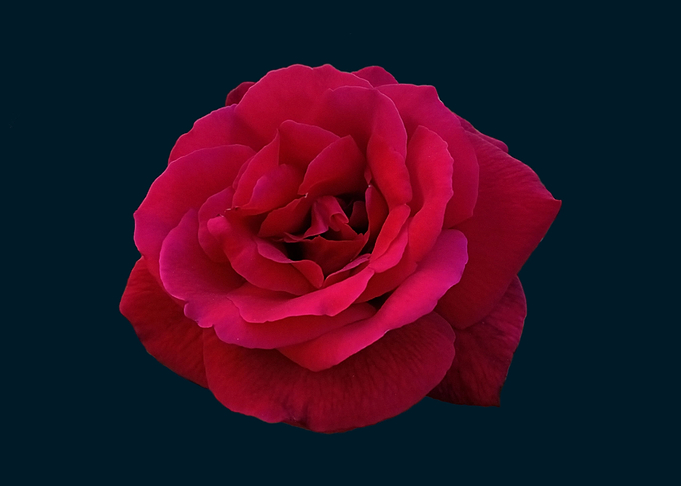 Royal red rose