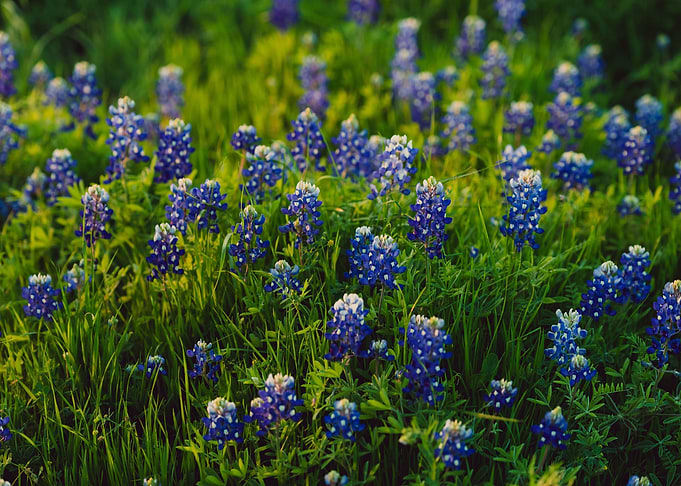 Bluebonnets