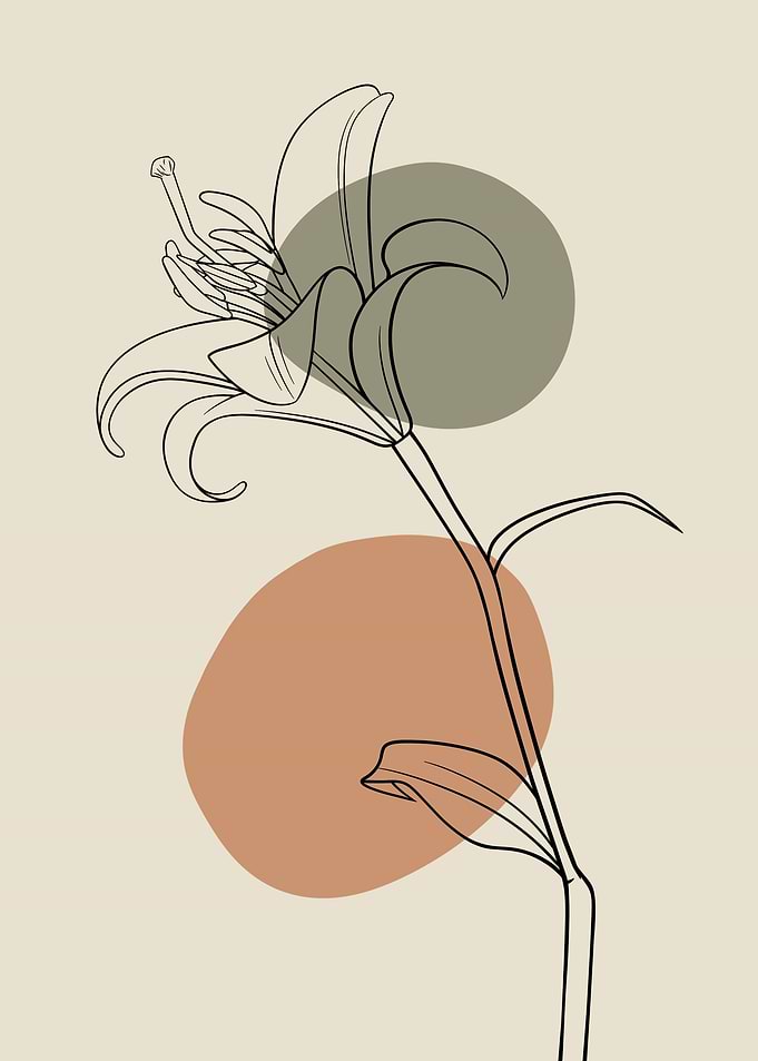Lilium brownii Line art