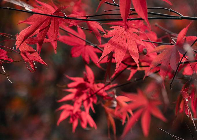 Autumn maple leaves