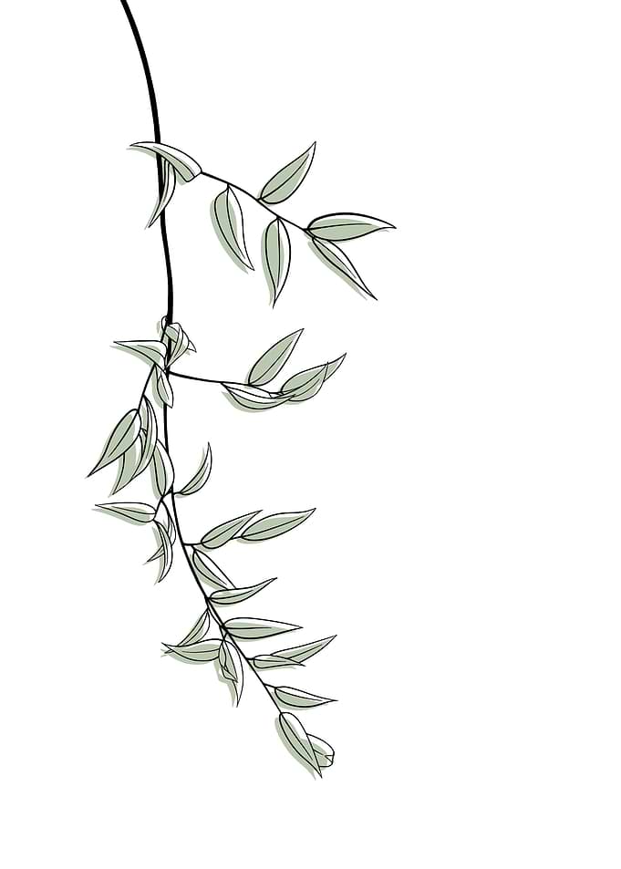 Danae racemosa Minimalist