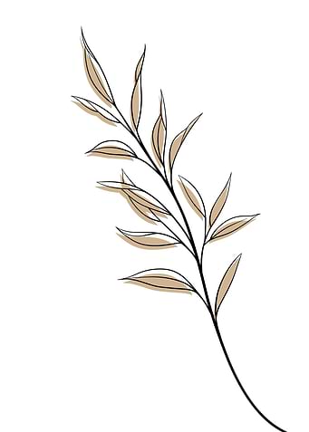 Danae racemosa Minimalist
