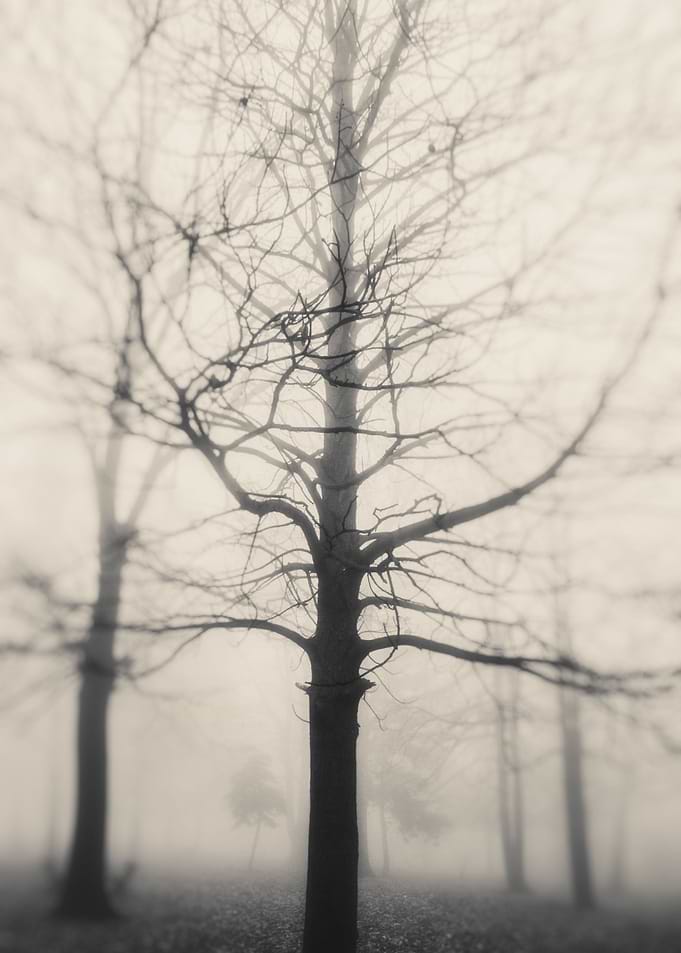 Ghost tree