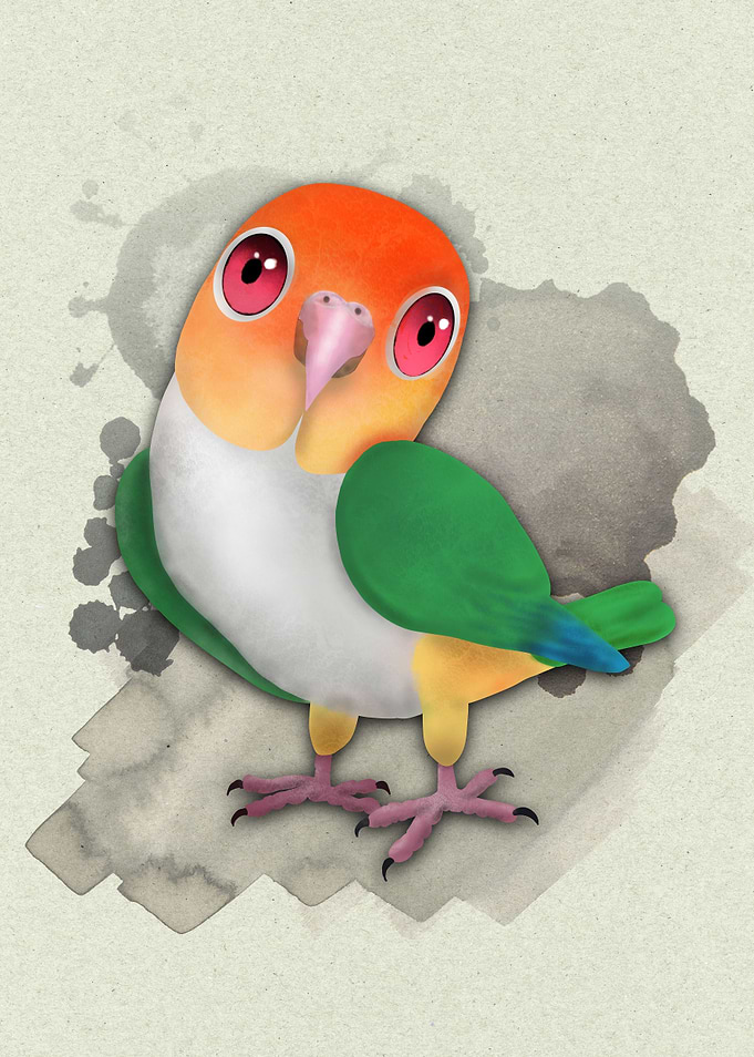 Whitebellied caique