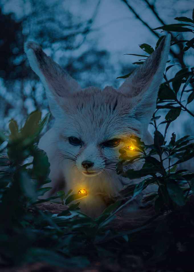 Step into the night