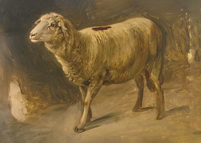 Sheep