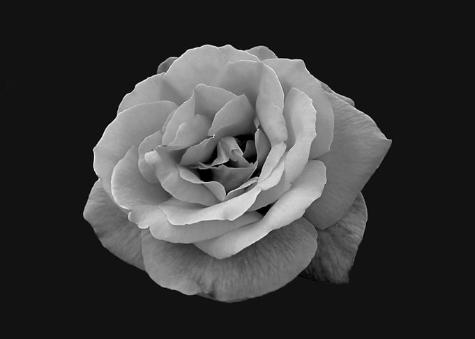 Monochrome rose 2