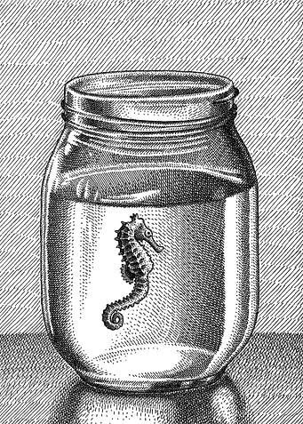 Seahorse