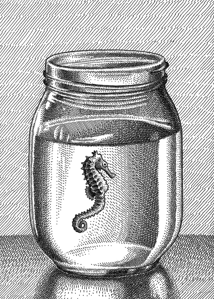 Seahorse