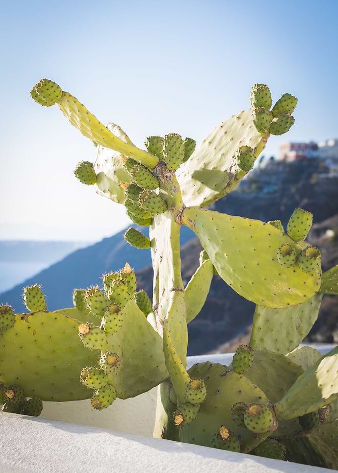 Santorini Cactus