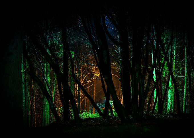 forest light