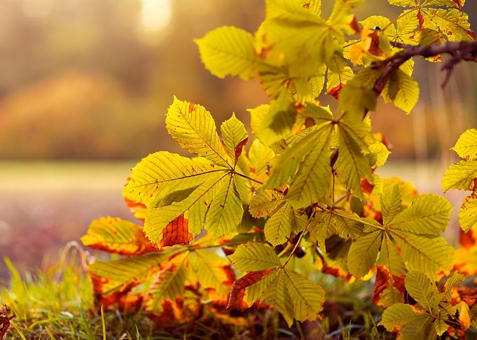 Autumn leaves