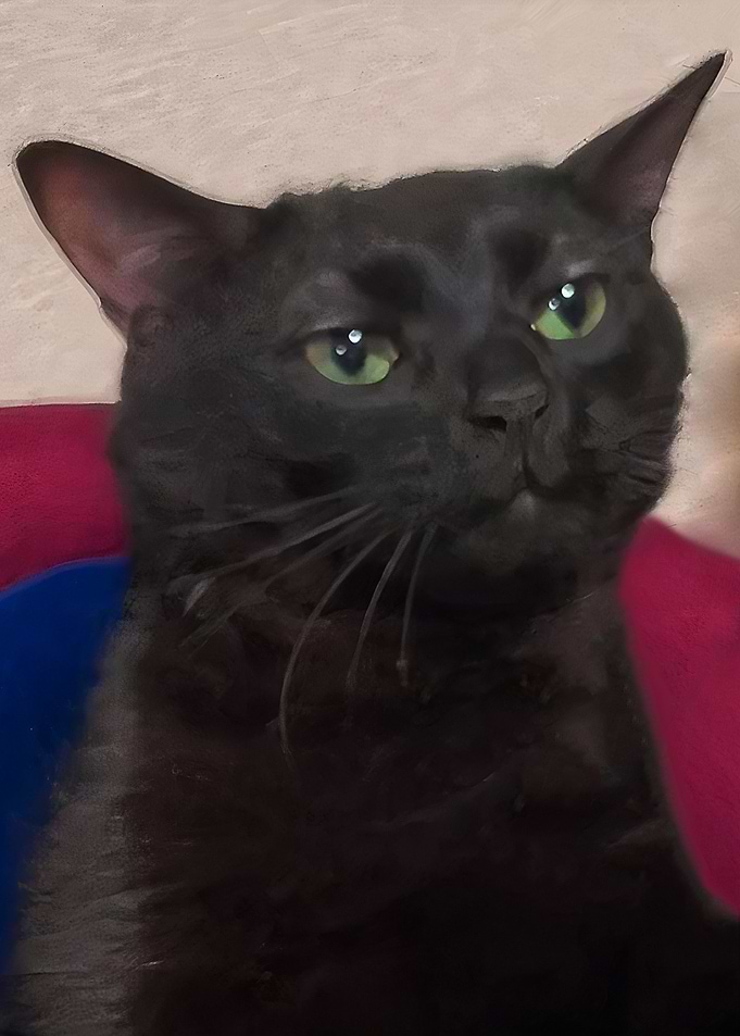 Zoned Out Cat meme