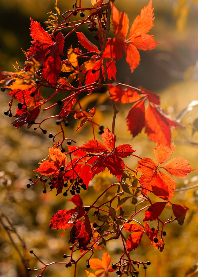 Red autumn leaves