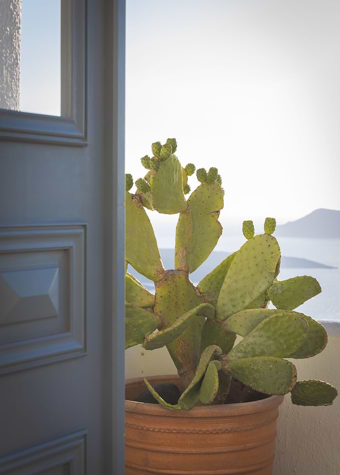 Cactus In Santorini