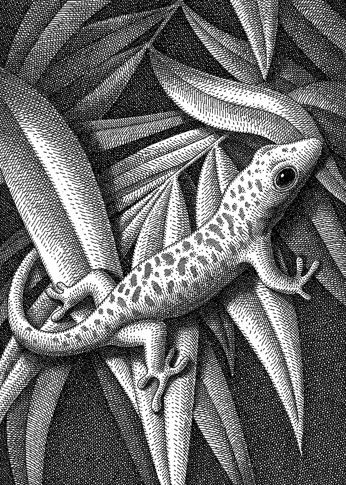 Lizard