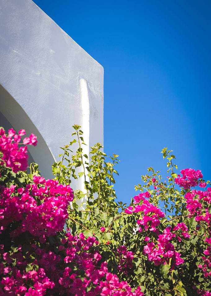 Flowers And Santorini