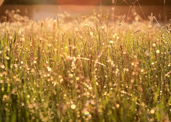Meadow rain drops