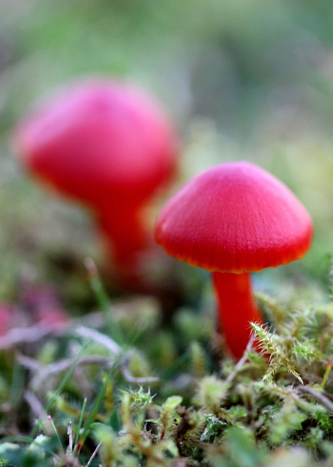 Groovy mushrooms