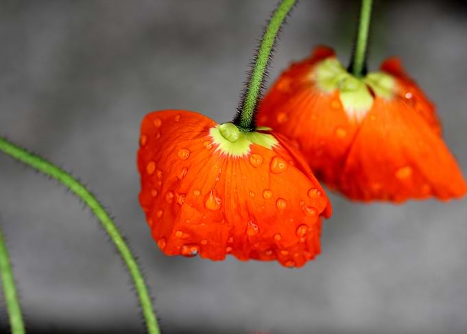 Poppies posing