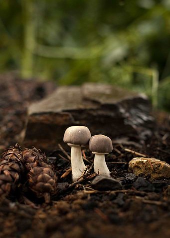 Two Fun Guys