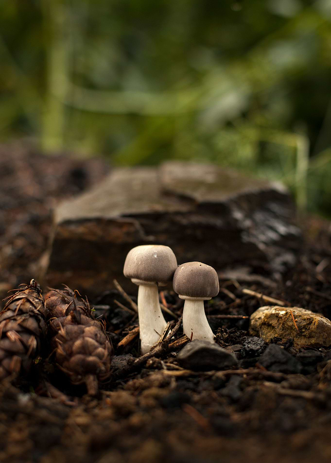 Two Fun Guys