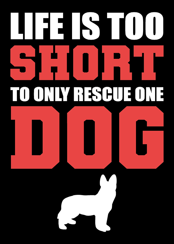 Rescue One Dog Dog Trainer
