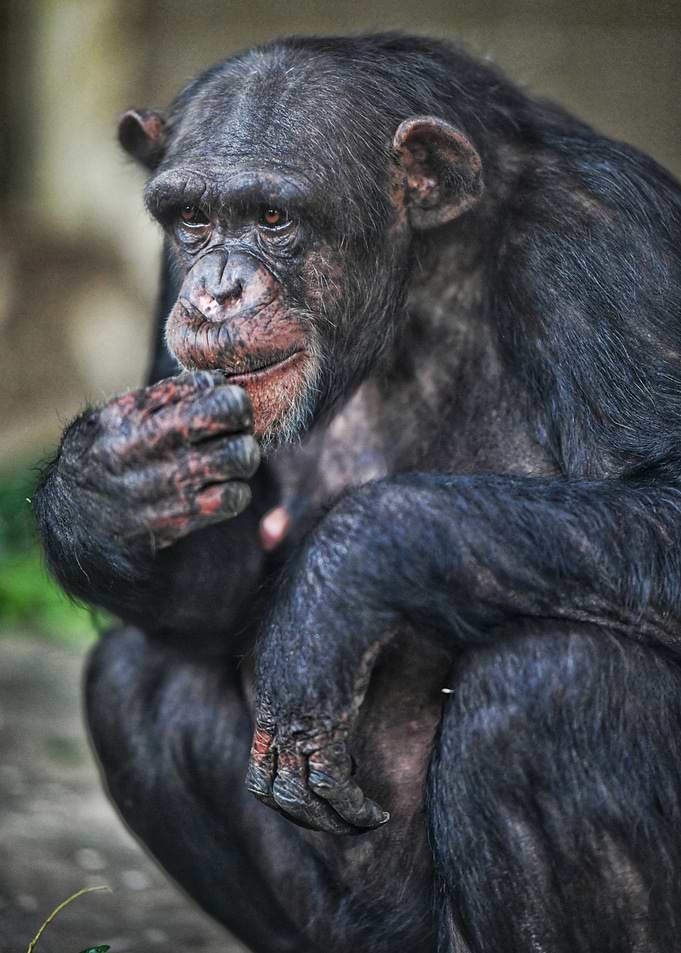 Cute Monkey Portrait
