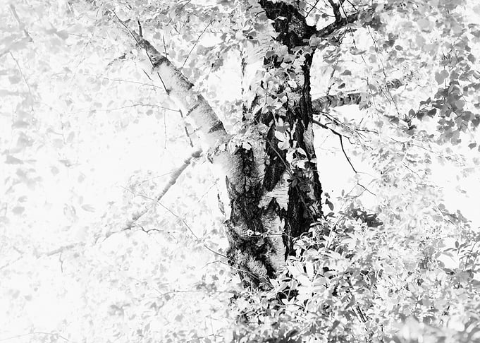 Dreamy Birch Tree 4