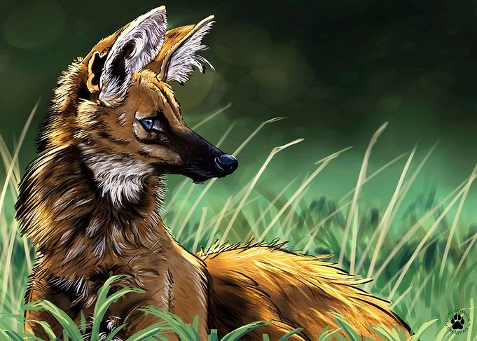 Maned Wolf