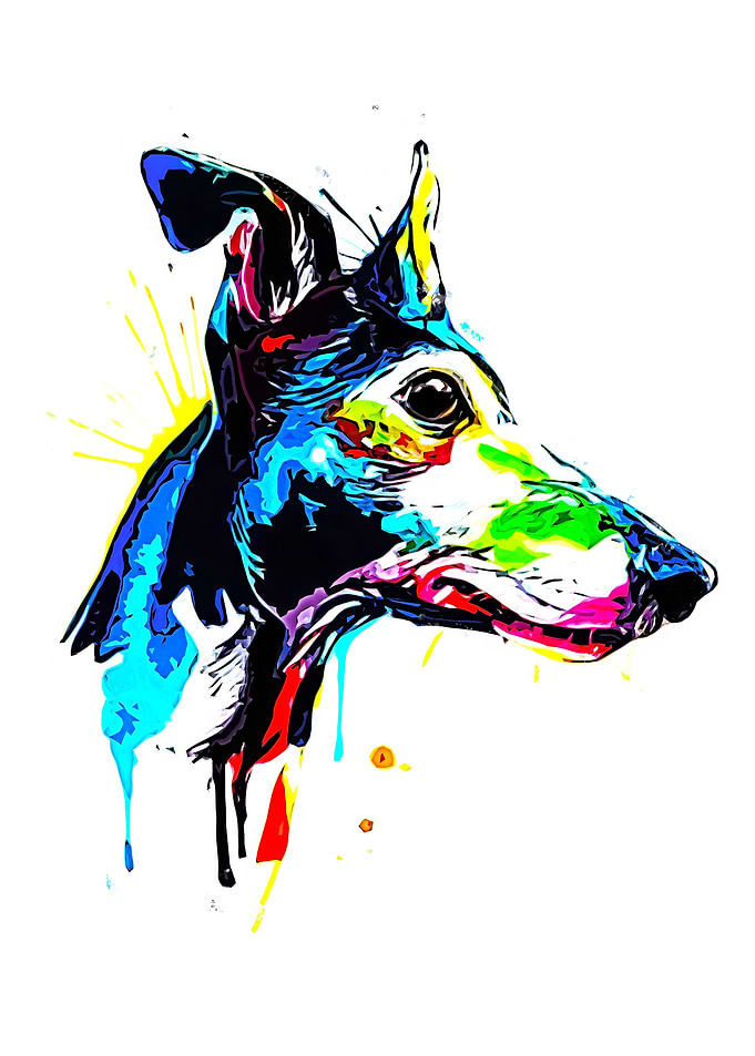 Italian greyhound