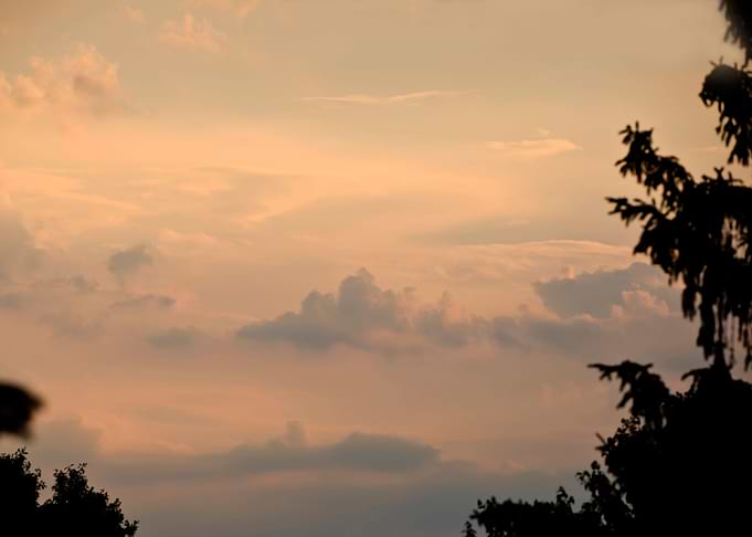Pastel sunset and trees