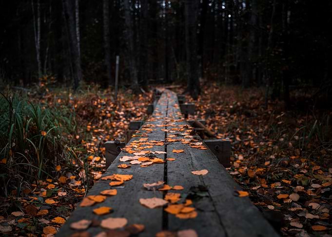 Autumn forest with leaves