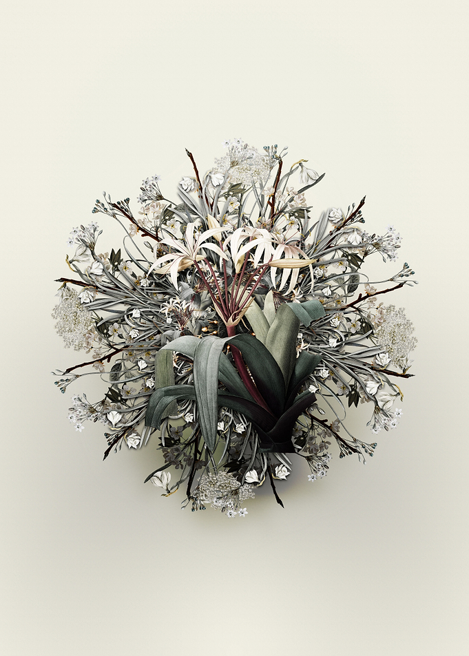 Crinum Erubescens Wreath