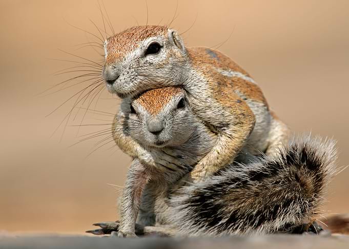 Squirrels